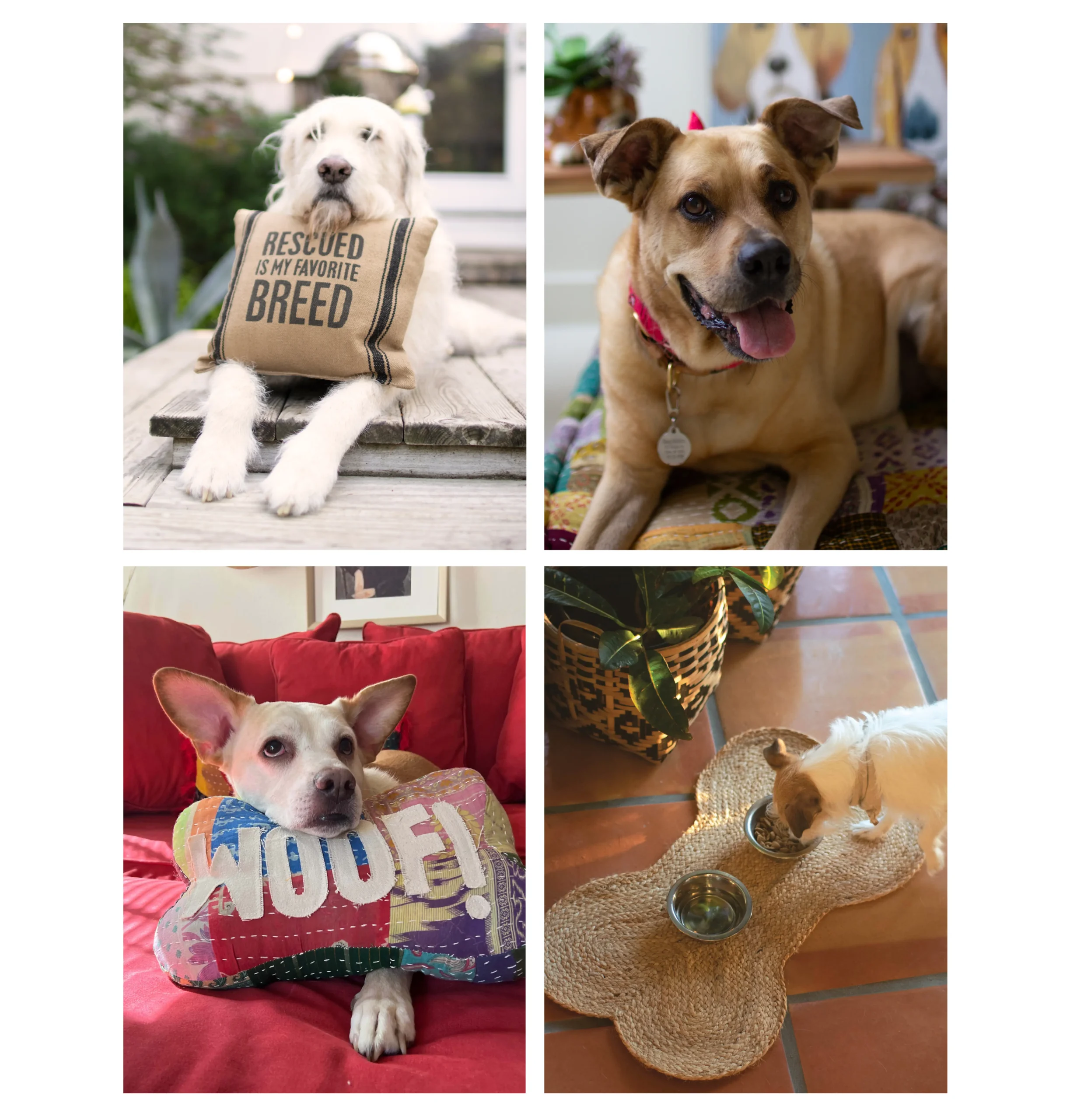 Grid with four images. Fluffy white dog with a pillow "rescued is my favorite breed," brown dog on a kantha poof, corgi with a "woof!" kantha pillow, and jack russell eating food out of a bowl on a seagrass mat